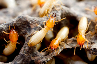 Termite Control in Lahore